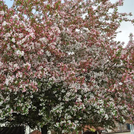 Gaestehaus Inselhof 赖歇瑙